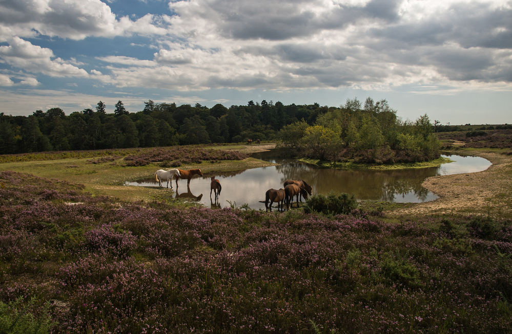 Summer Ponies by Pond,  Bratley Plain